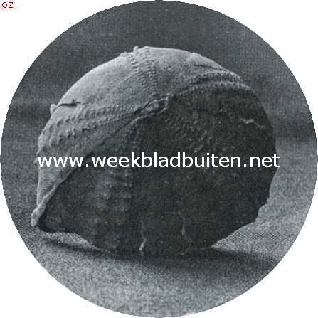 Het geheim van den steen. Versteende zee�gel