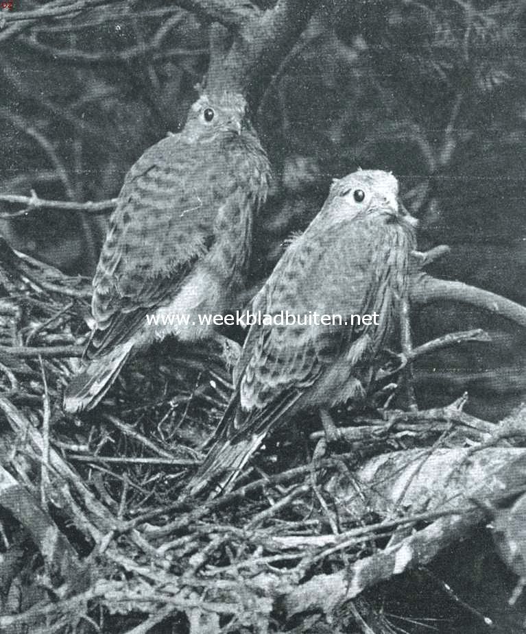 Jonge volwassen torenvalken