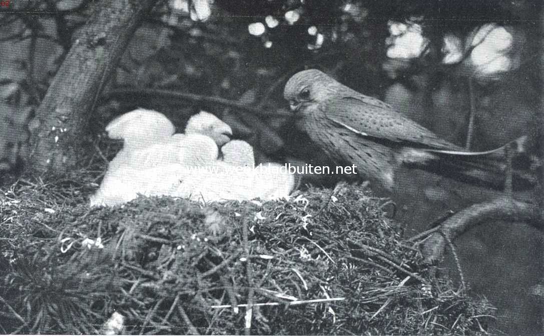 Torenvalk op den horst bij zijn pasgeboren jongen