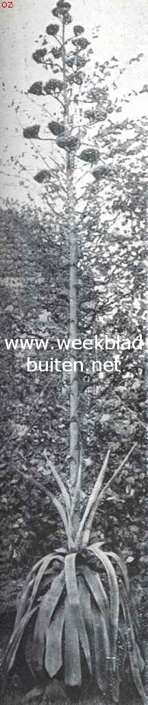 Agave Americana. De bloemstengel, geheel uitgegroeid, op 15 September, hoog 5.74 M.