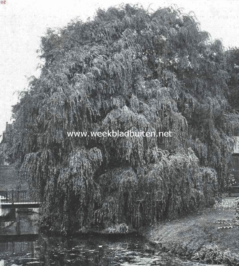 Treurbomen. Treurwilg (Salix Alba Vitellina) in den Hortus te Leiden