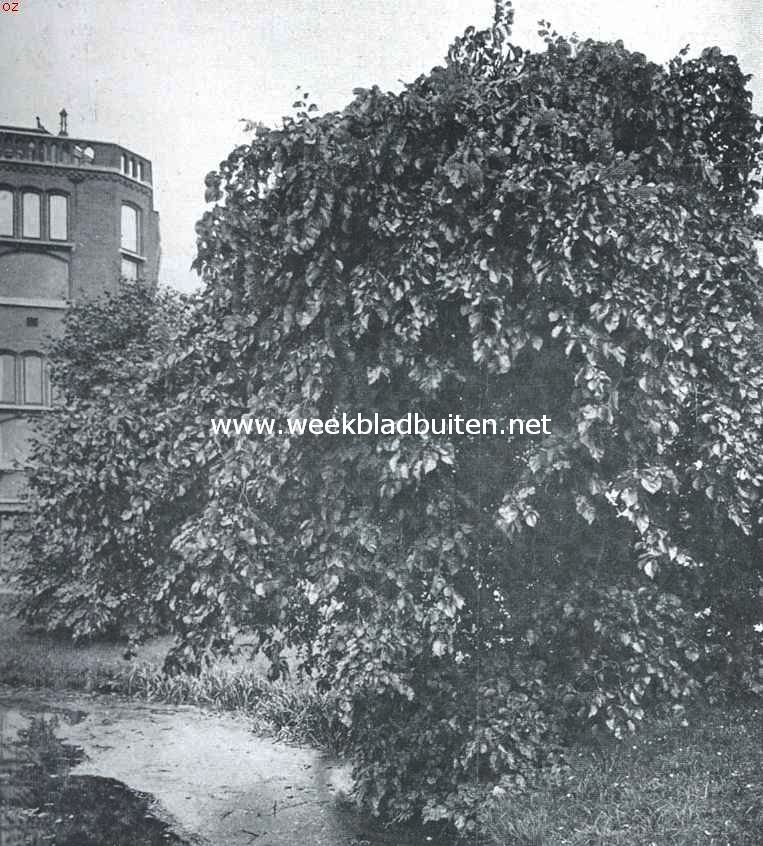 Treurbomen. Slangvormige treuriep (Ulmus Scabra Serpentina) in den Hortus te Leiden
