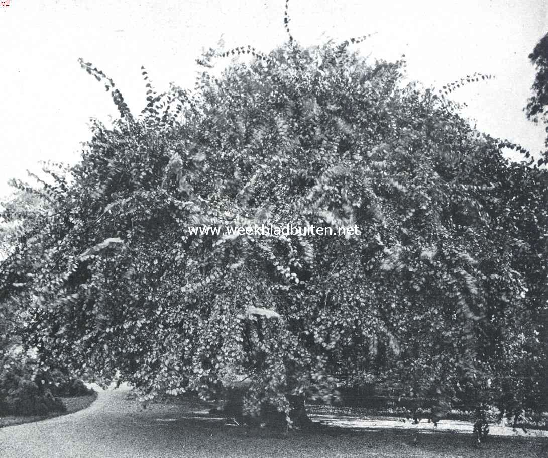 Treurbomen. Groote treuriep (Ulmus Scabra Pendula) in den Hortus te Leiden