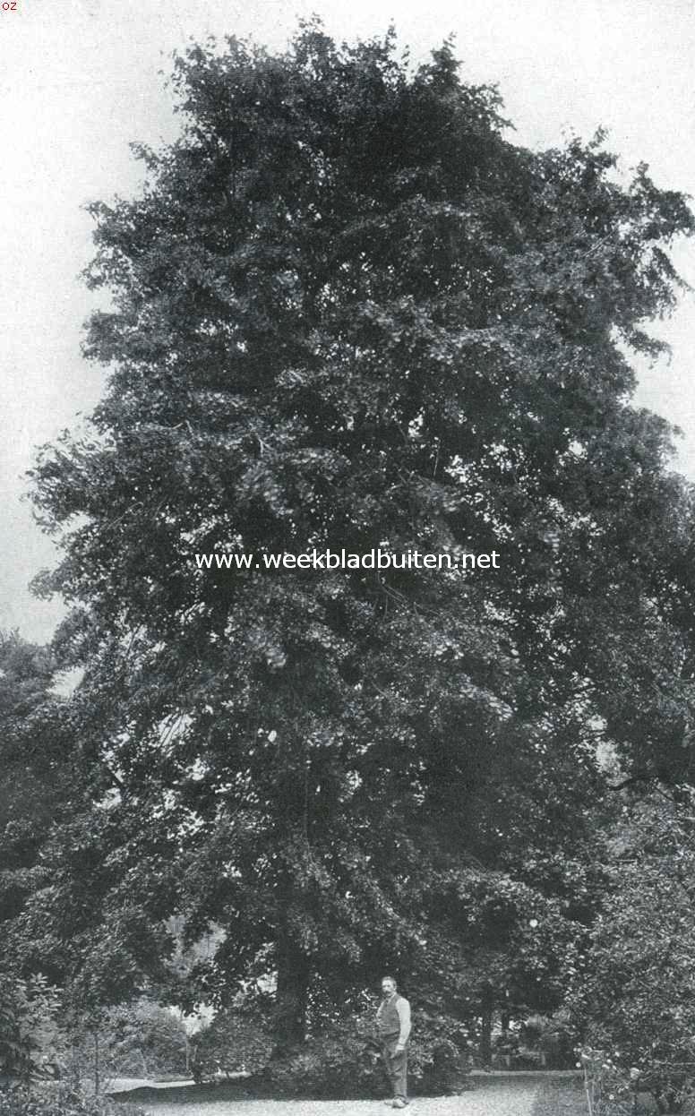 Treurbomen. Treurlinde (Tilia Argentea Pendula) in den Hortus te Leiden