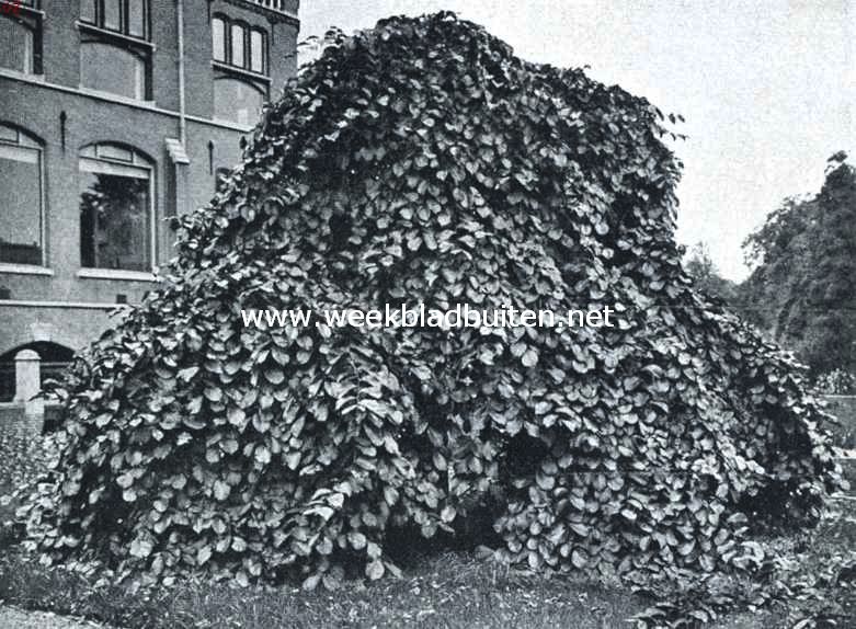 Treurbomen. Treuriep (Ulmus Scabra Pendula) in den Hortus te Leiden