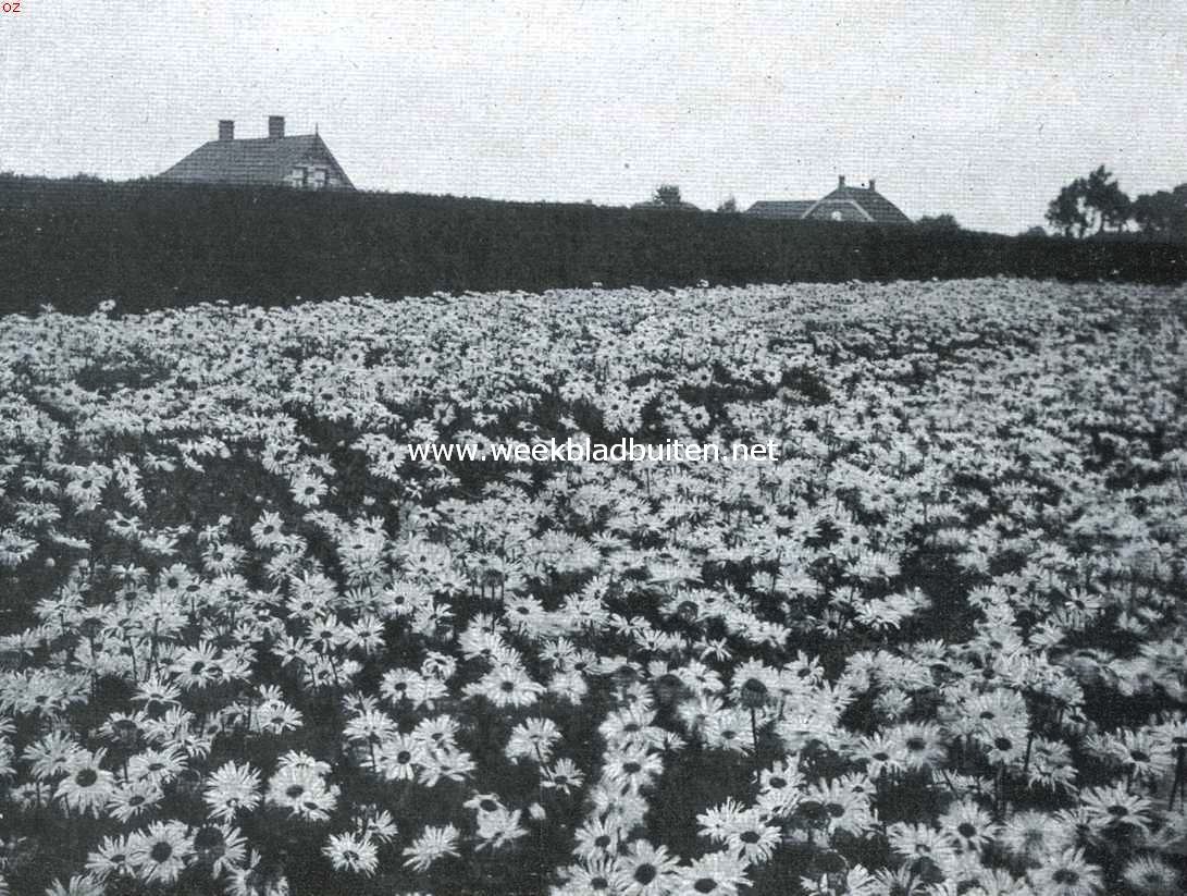 Bloemenpracht. Veld met overblijvende margarieten