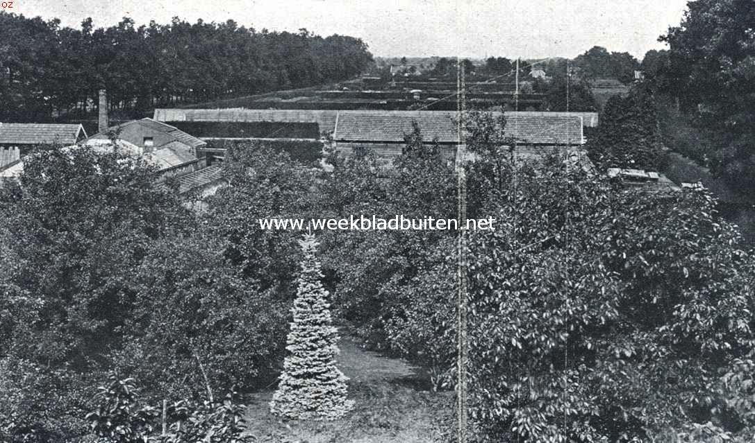 Bloemenpracht. Overzicht van een gedeelte der kweekerij 