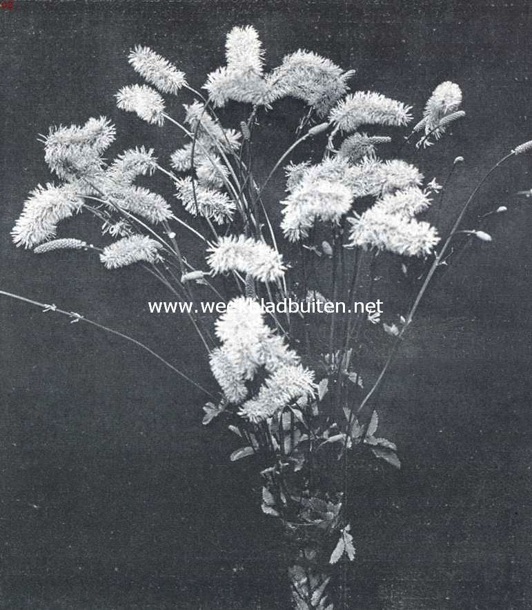 Bloemenpracht. Poterium Obtusatum