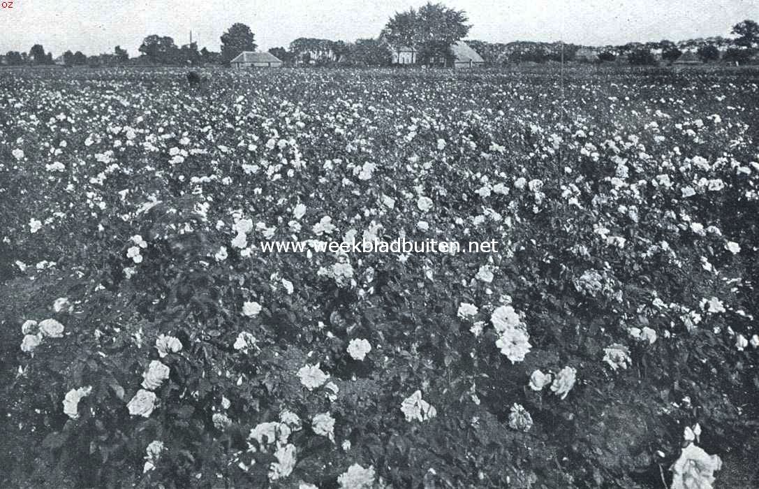 Bloemenpracht. Een rozenveld