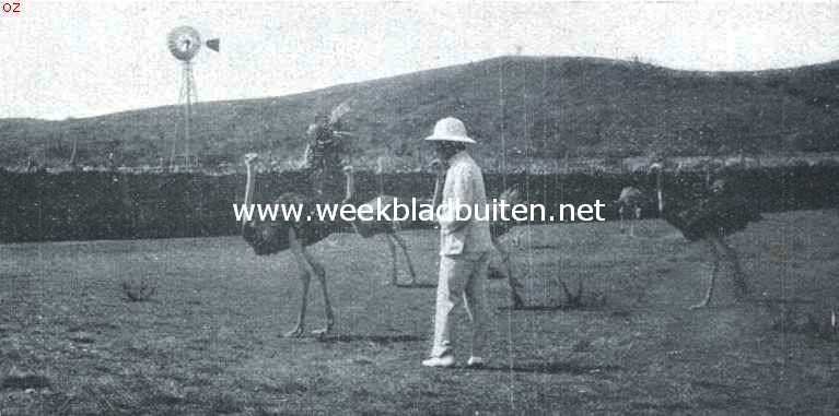 Dagelijksche dingen van Curaao. De wijfjes in het struisvogelpark Albertina