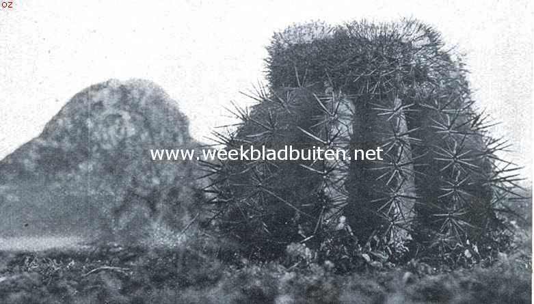 Dagelijksche dingen van Curaao. Meloen-cactus (Berg-meloen), 1/4 van de ware grootte