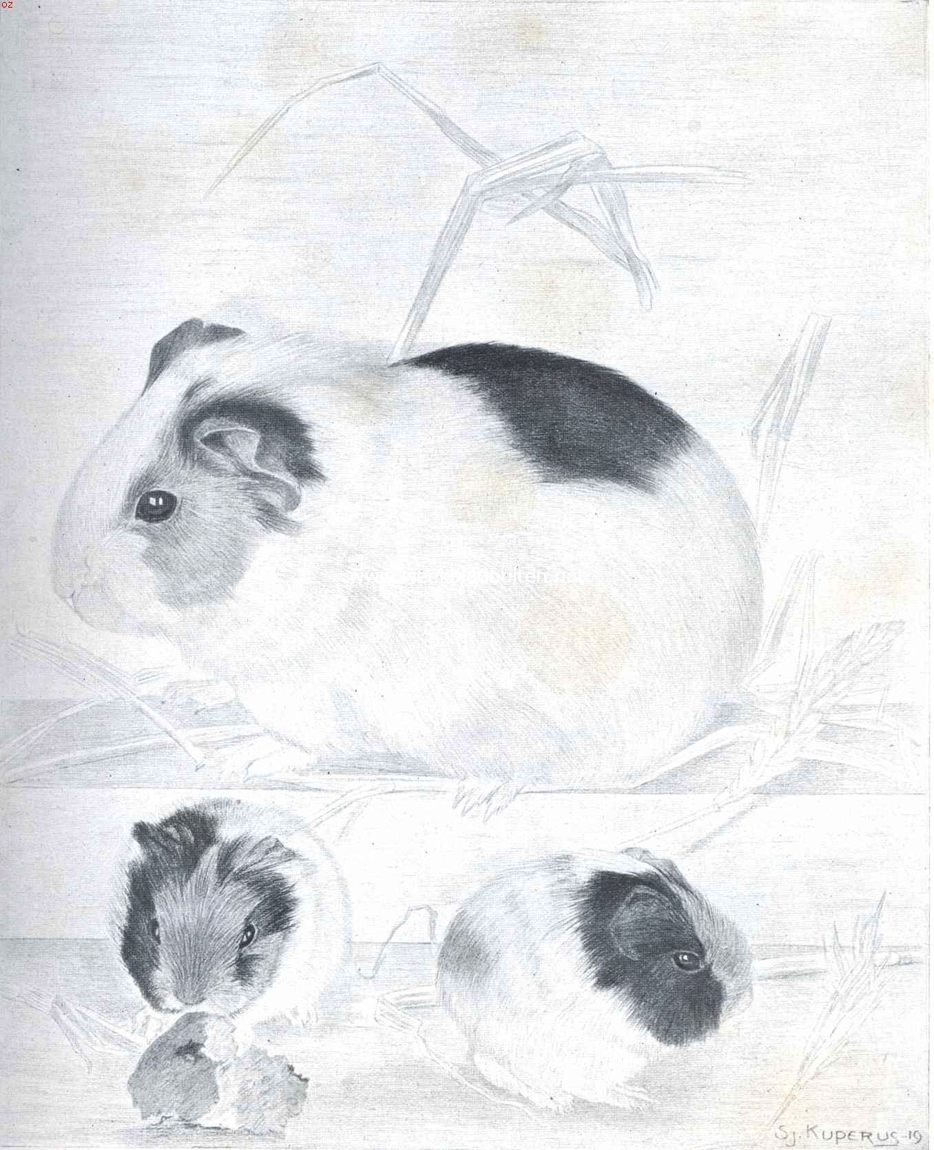 Marmot met jongen. Naar de teekening van Sj. Kuperus