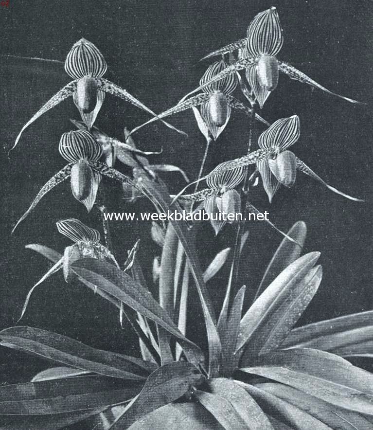 Orchideen. Cipripedium Lucinianum. Uit de verzameling van Dr. Travaglino, Lawang (Java)