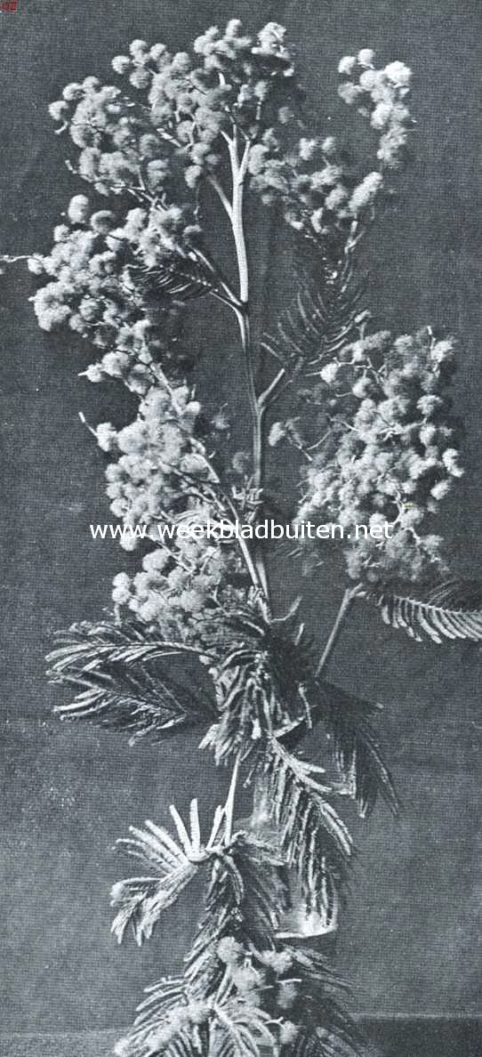 Acacia (Mimosa) Dealbata