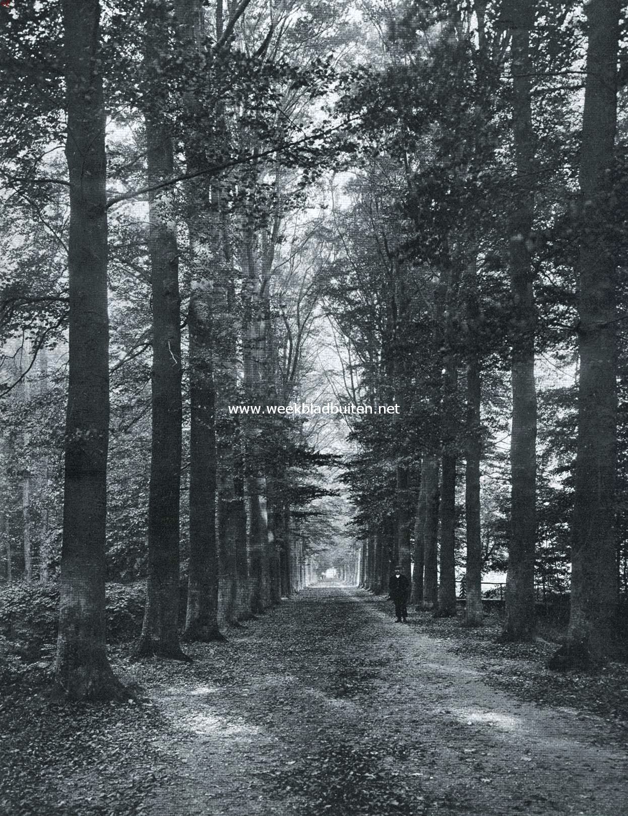 Beukenlaan tusschen Waardenburg en Neerijnen