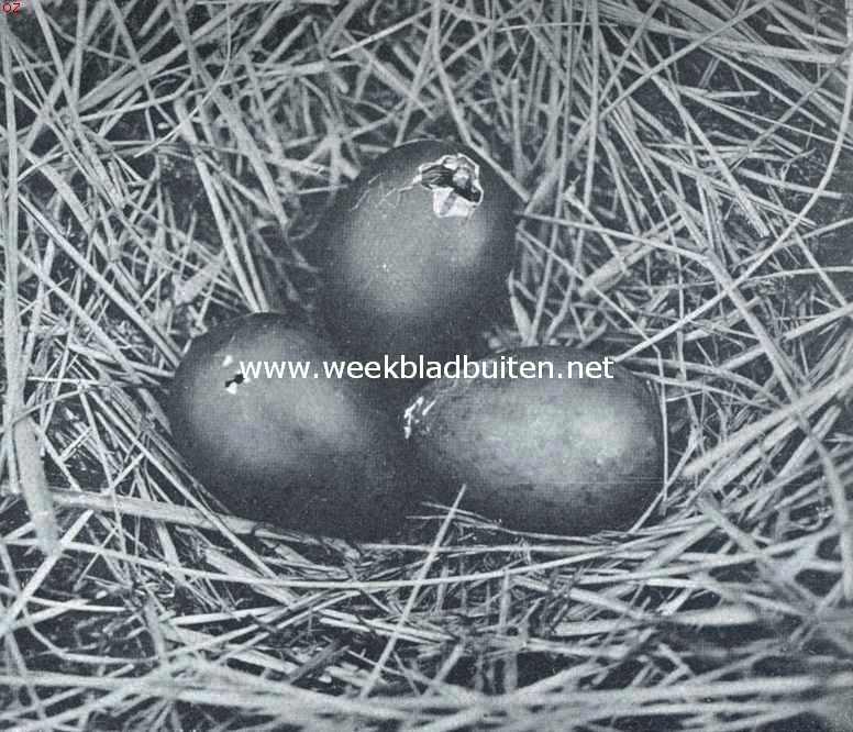 Nest met uitkomende eieren van de grutto. Uit een der eieren steekt reeds de snavel van een jong