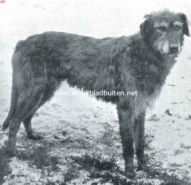 De Iersche wolfshond.  Kampioen Sandford Fingal. Eigenaresse: Mevrouw Toepoel te Eemnes