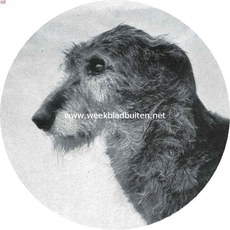 De Iersche wolfshond. Bolebrook Bridget. Eigenaresse: Mevrouw Toepoel te Eemnes