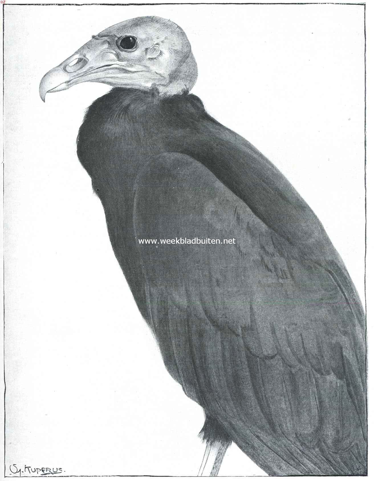 Raafgier. Naar de teekening van Sj. Kuperus