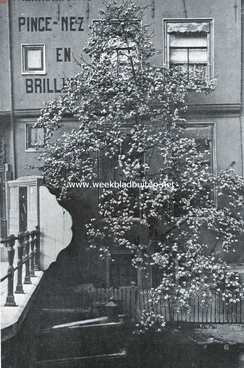 Bloesempracht in het hart der hoofdstad. Het bloeiende pereboompje op een heel klein lapje grond bij de Grimnessesluis te Amsterdam