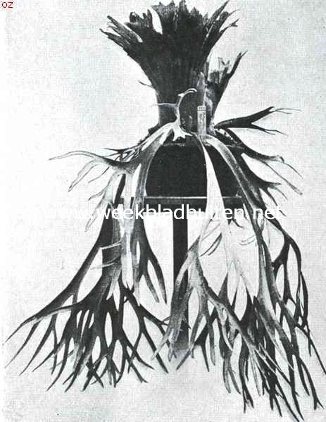 Hertgewei-varens. Platycerium Willinkii