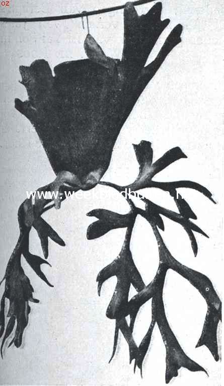 Hertgewei-varens. Platycerium Coronarium