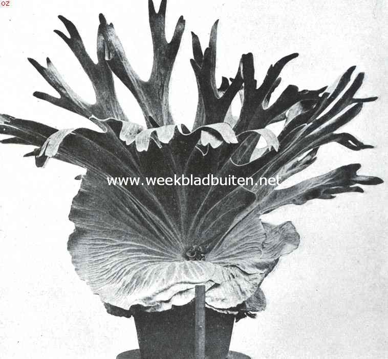 Hertgewei-varens. Platycerium Grande