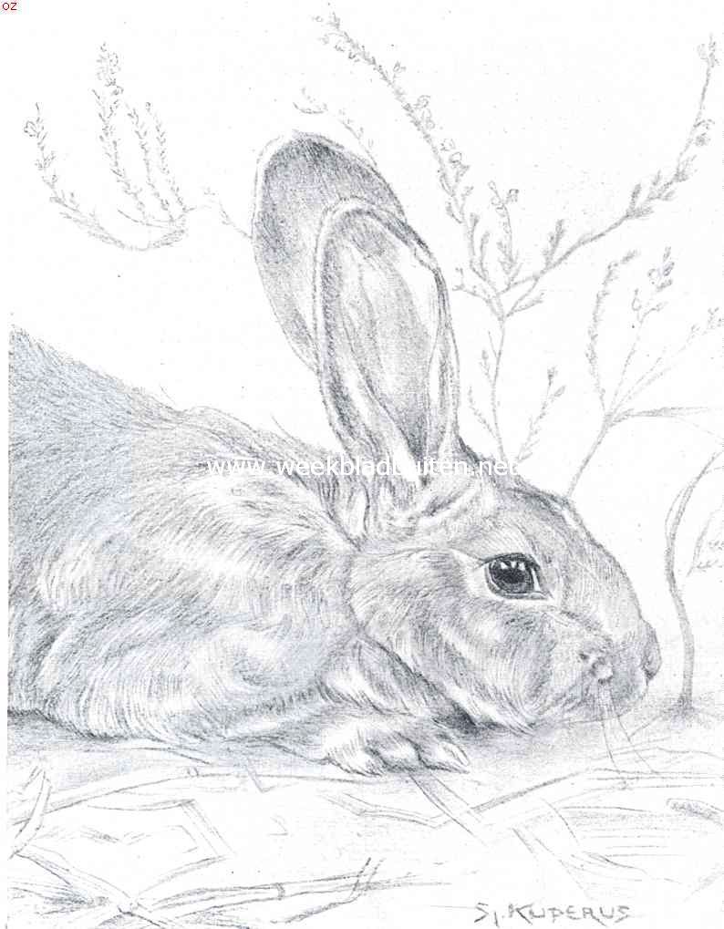 Konijntje. Naar de teekening van Sj. Kuperus