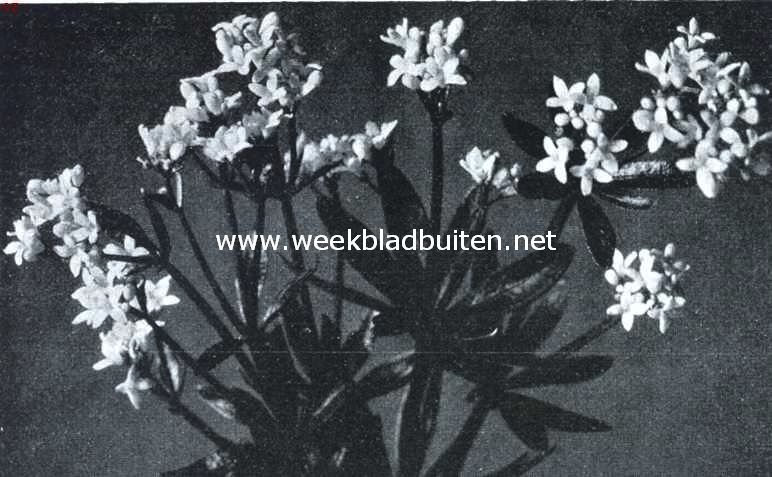 O.L. Vrouwen Bedstroo