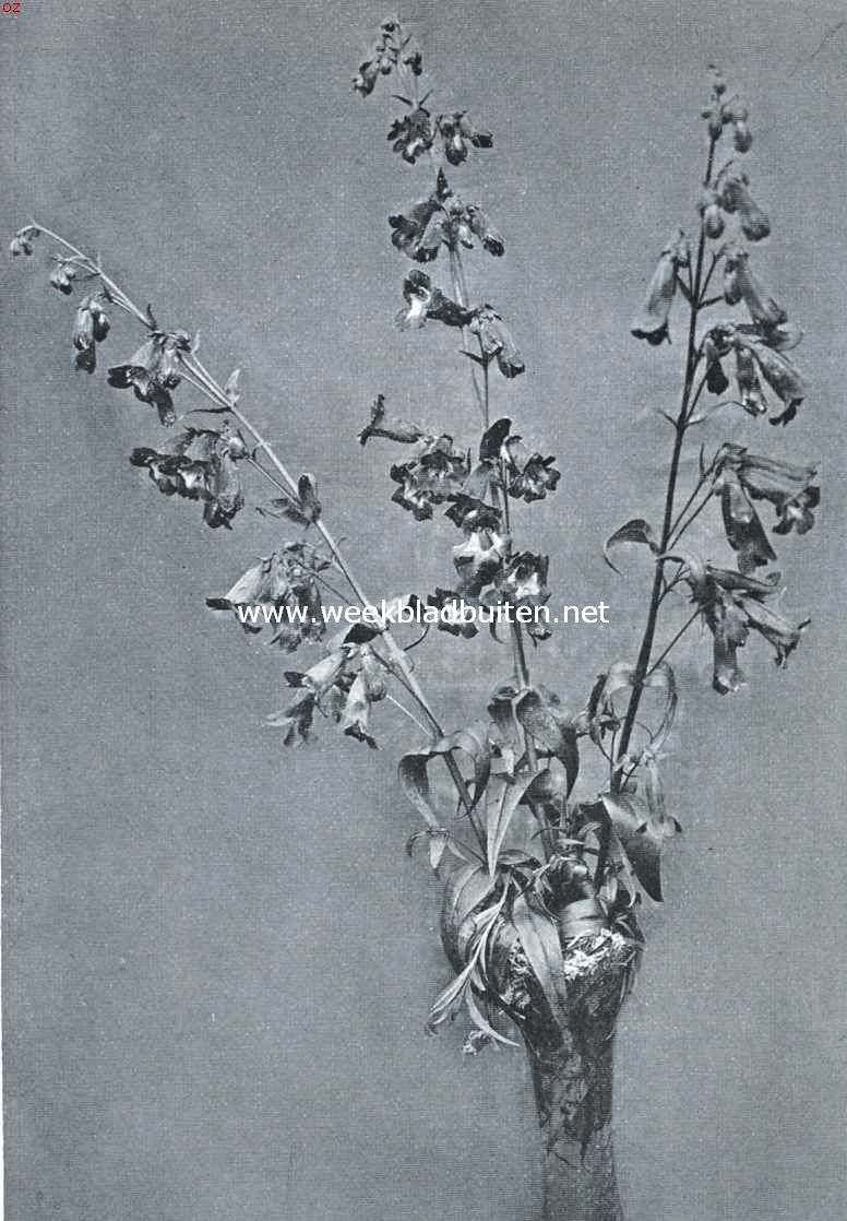 Pentstemon Southgate Gem