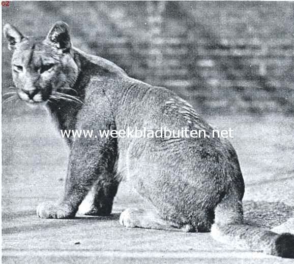 De puma, de held uit dit wondere verhaal uit de wilde natuur (1)