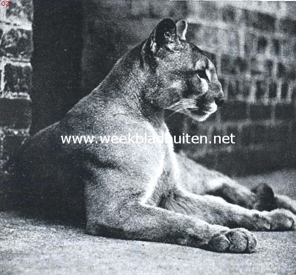 De puma, de held uit dit wondere verhaal uit de wilde natuur (2)