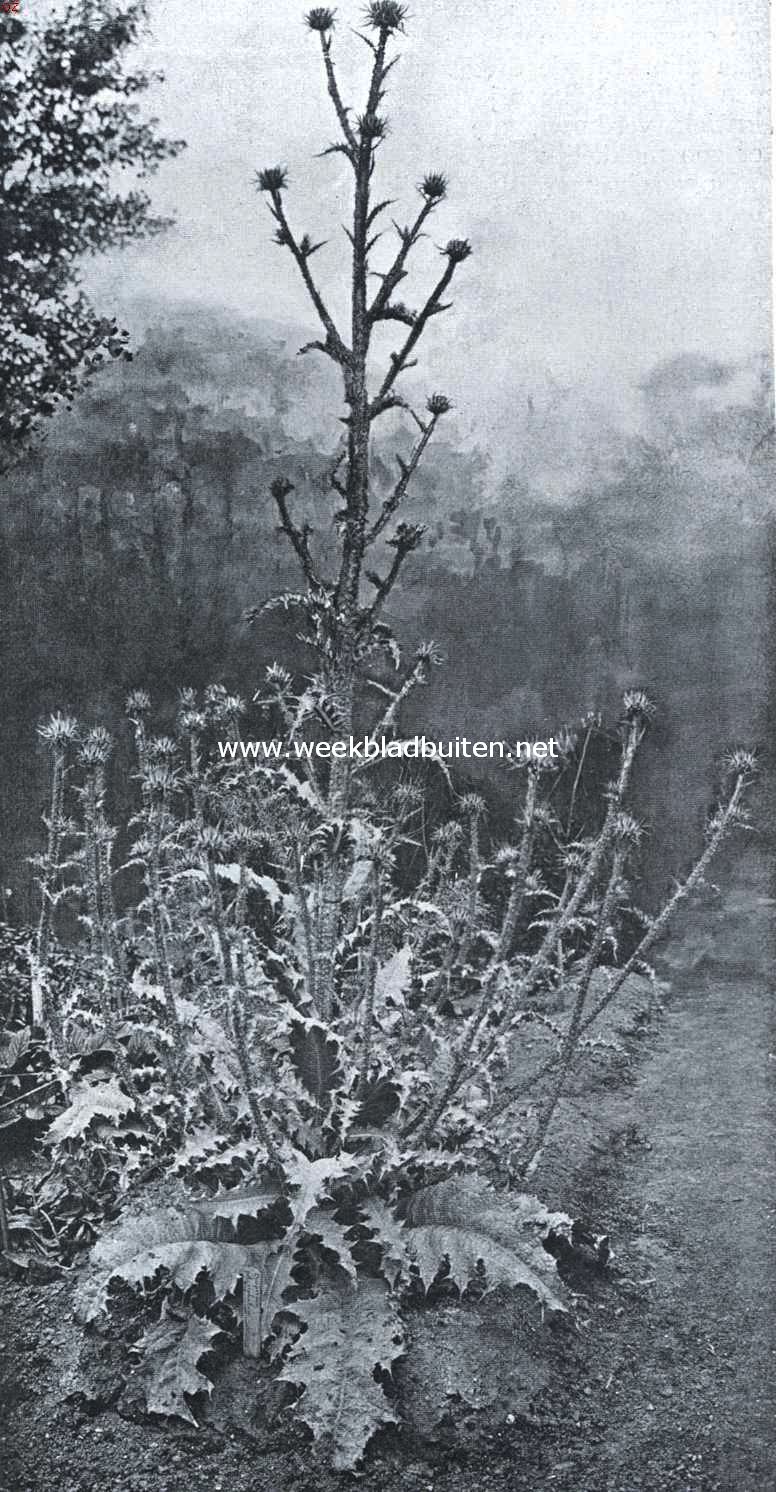 Een echte sierdistel. Onopordon Polycephalum