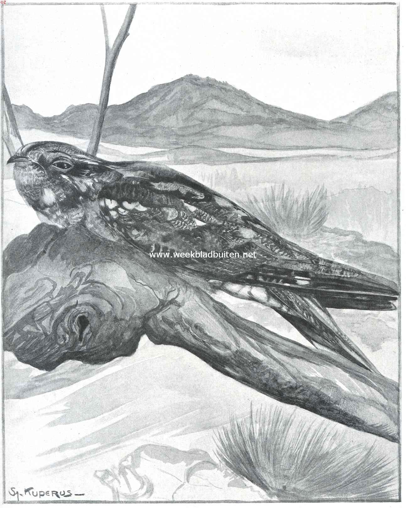 Nachtzwaluw. Naar de teekening van Sj. Kuperus