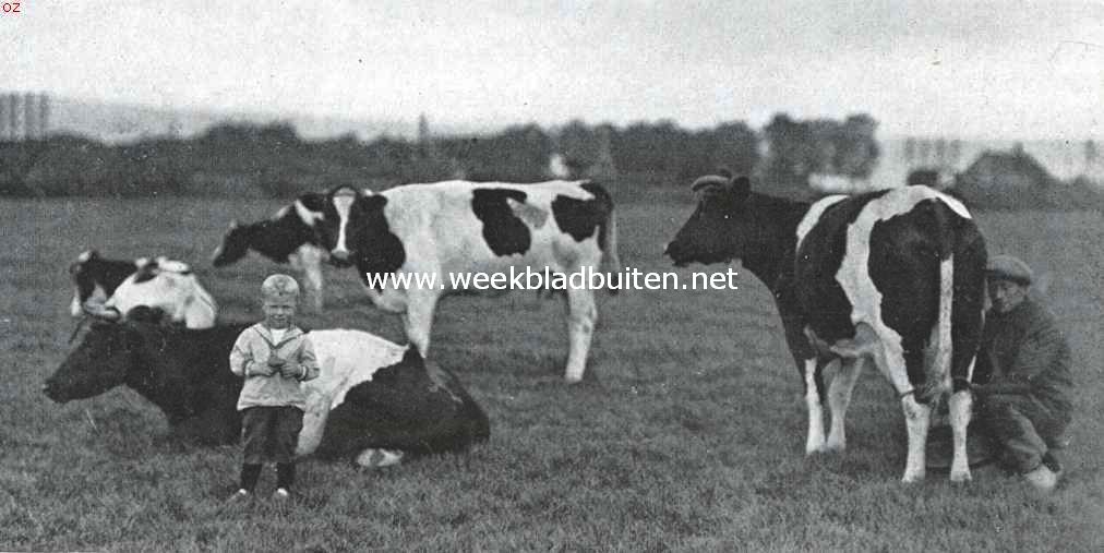 Hollandsche lakenvelders. Ter tegenstelling met de Lakenvelders hierboven een aardig kiekje van onze gewone koeien
