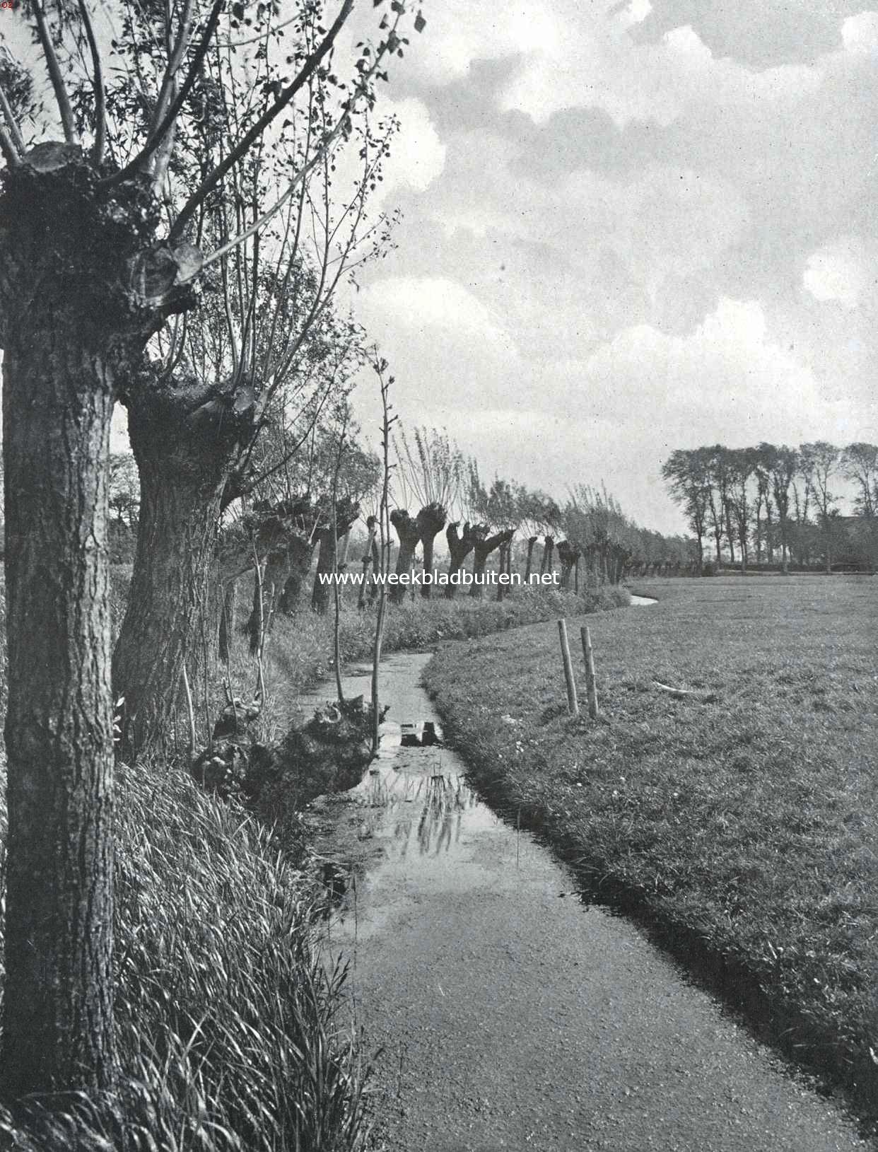 Wilgen langs de sloot