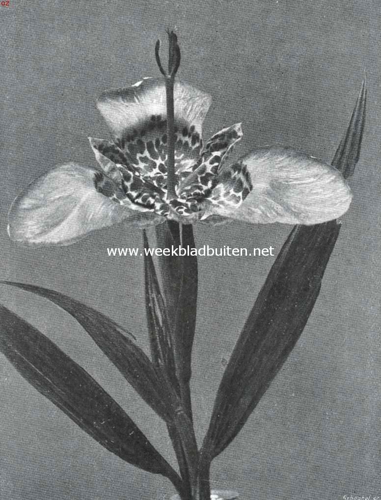 Tigridia Pavonia. Een veel te weinig bekend bolgewas van Mexicaanschen oorsprong