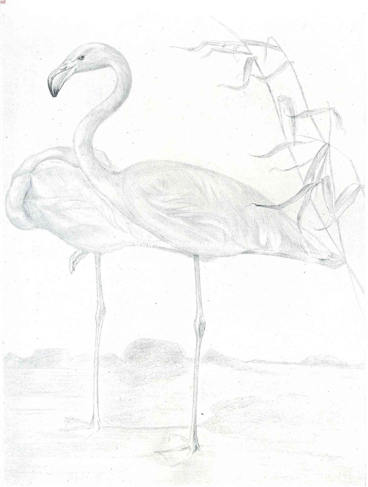 Flamingo's. Naar de teekening van Sj. Kuperus