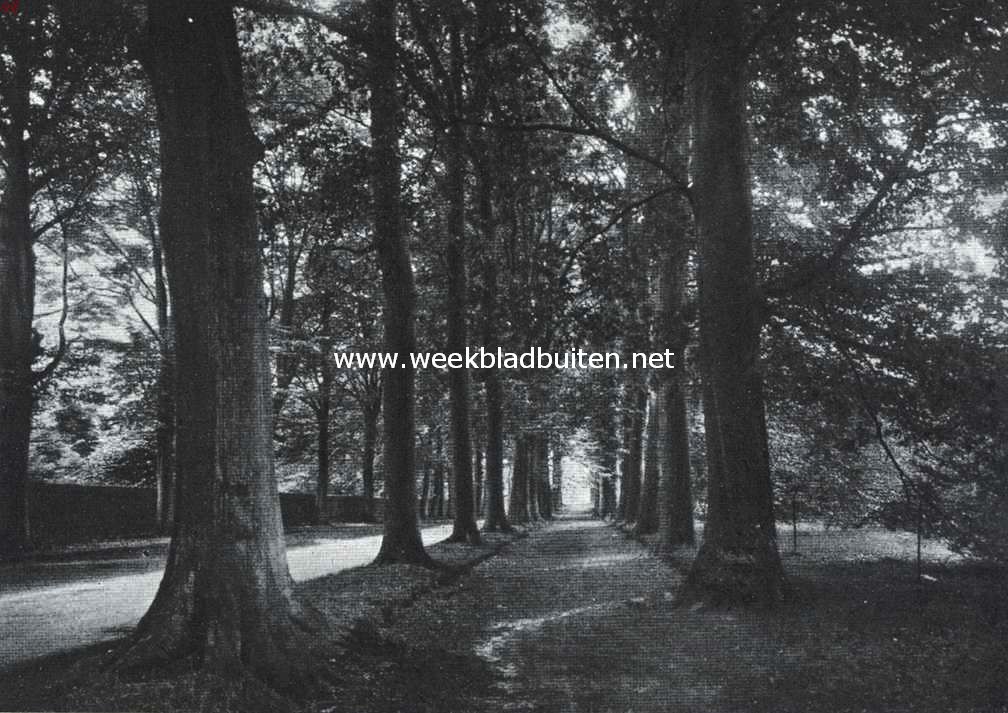 Wassenaar. Een der lanen op Groot-Wassenaar