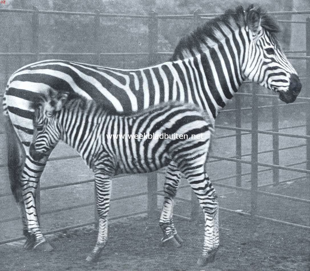 Chapman zebra-merrie met veulen in 