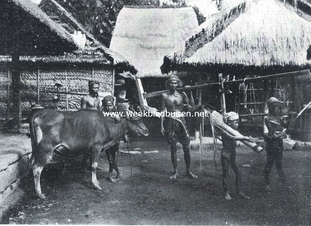 Op weg naar de sawah