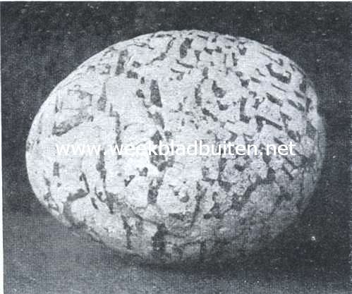 Mooie steenen. Een zeldzame eivormige schriftgraniet. Zwerfsteen van Amersfoort