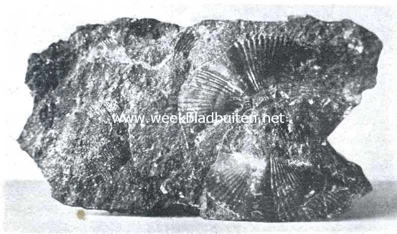 Mooie steenen. Vlindervormige schelpafdrukken in kolenkalk. Brok van een zwerfsteen van Maarn