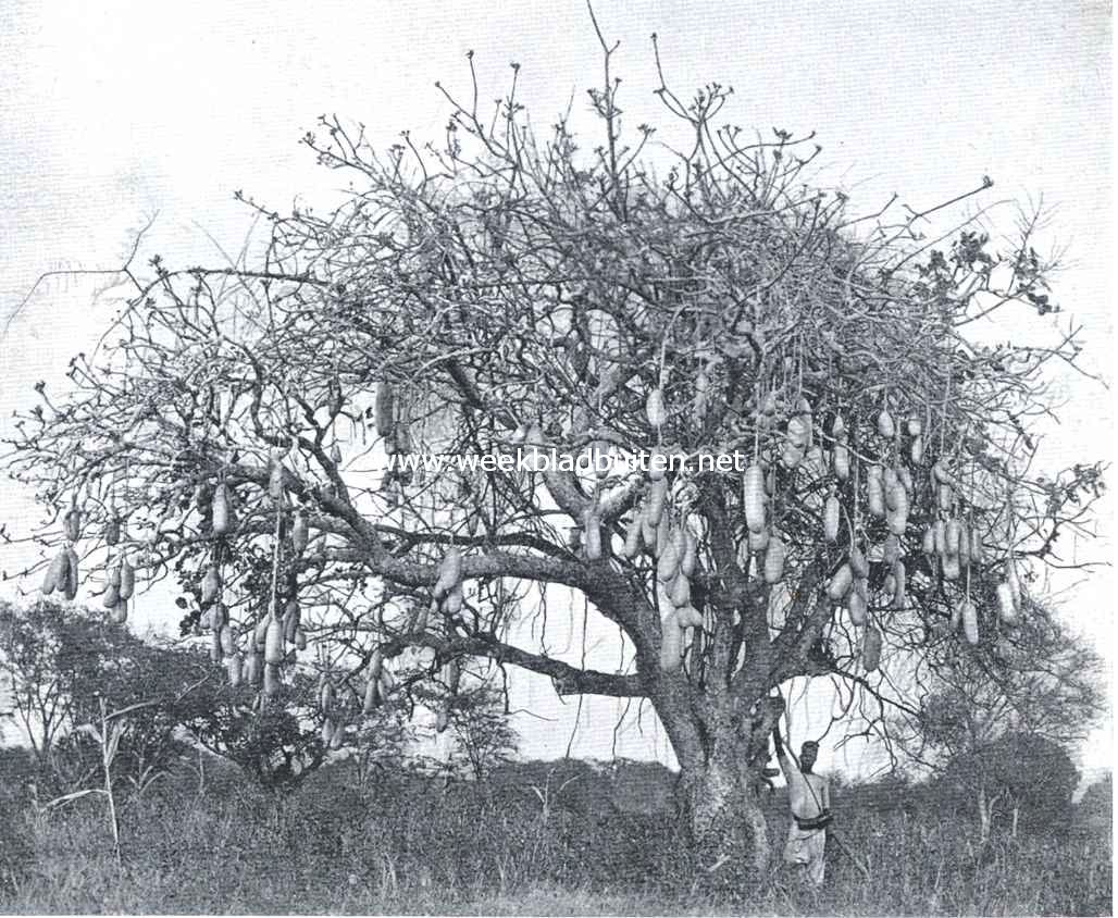 Een leverworstboom (kigelia) uit Oost-Afrika
