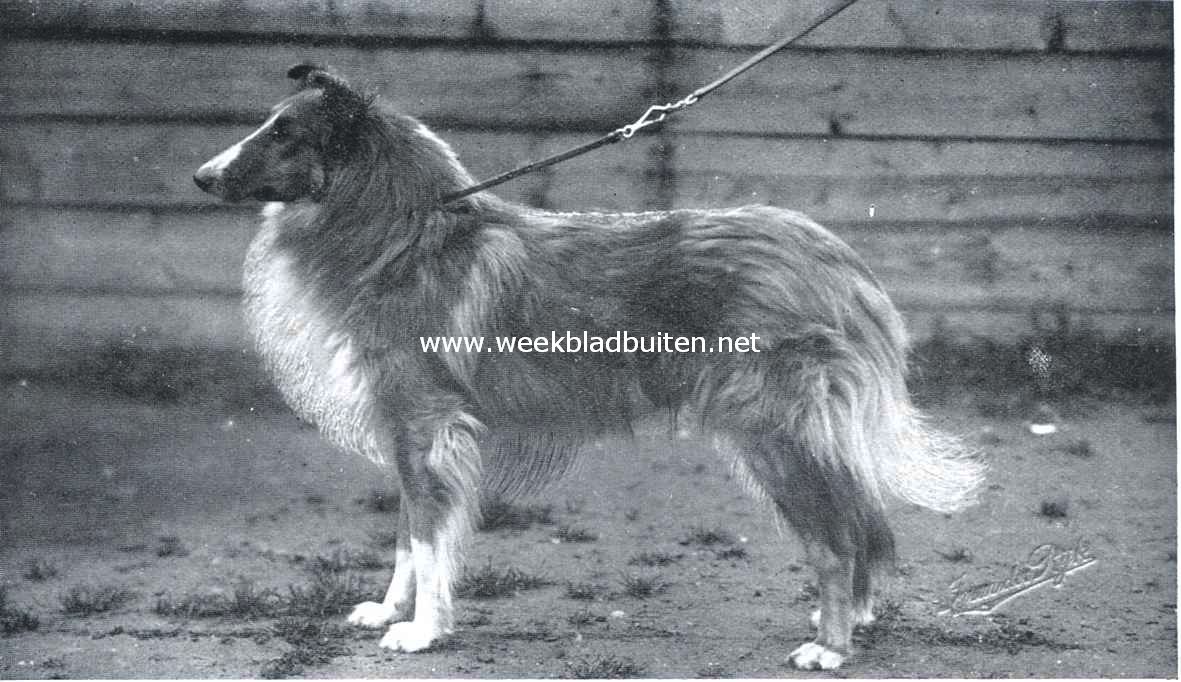 Collie of Schotsche herdershond