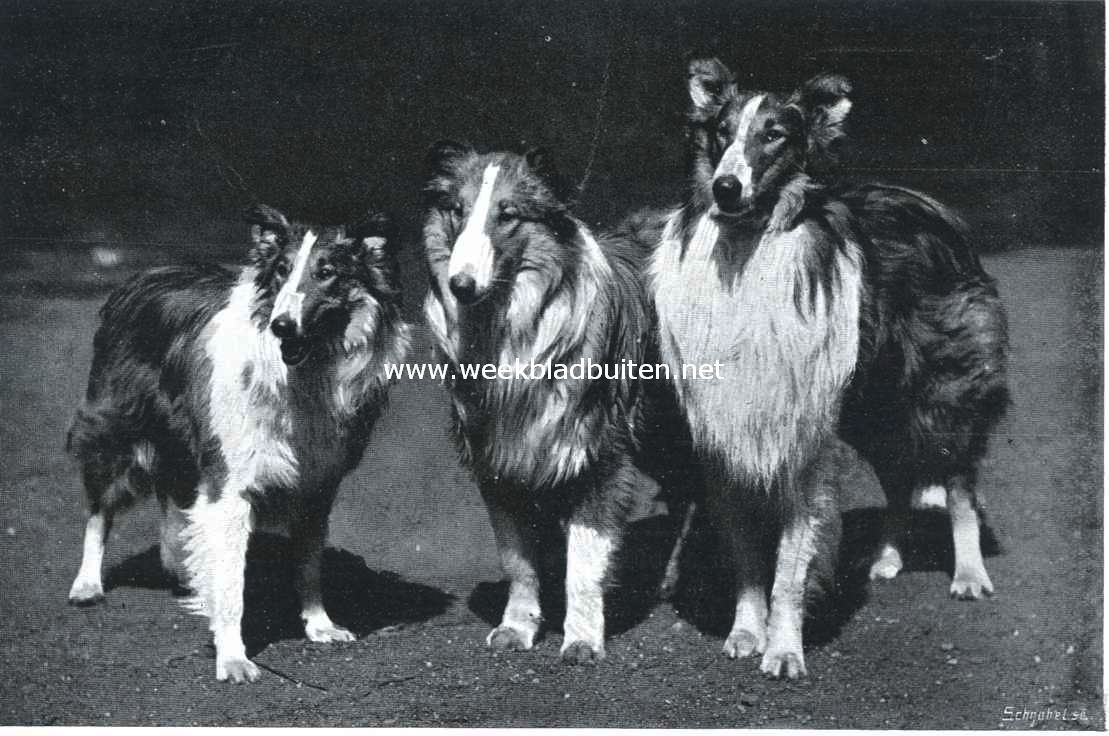 Een drietal mooie collies