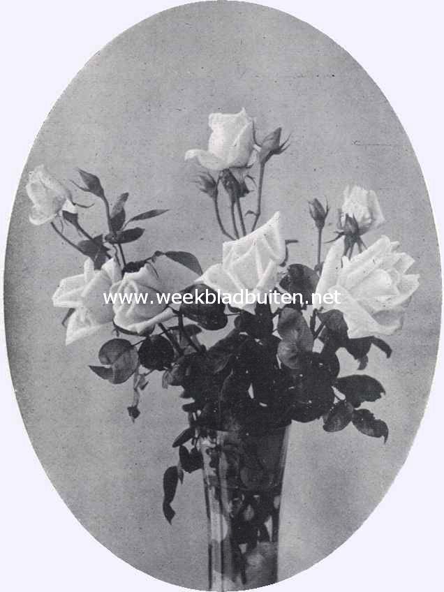 Roos Mme Jules Bouch�. Uit de kweekerij van G.A.H. Buisman en Zn