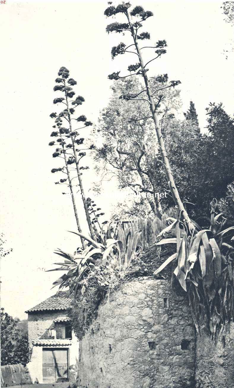 Rotsformaties en plantengroei aan de Azuurkust. Agave Americana op den muur van een landhuis te Hyres. De 7 M. hooge bloeistengels rijzen als kandelabers uit de stekelige bladrozetten op