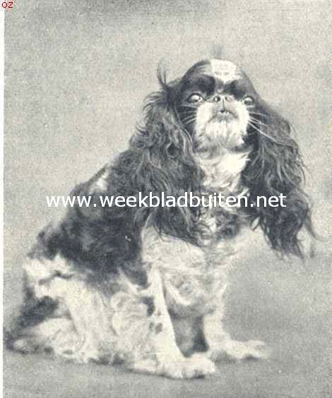 Toy-Spaniels. Een zeer fraaie Blenheim spaniel