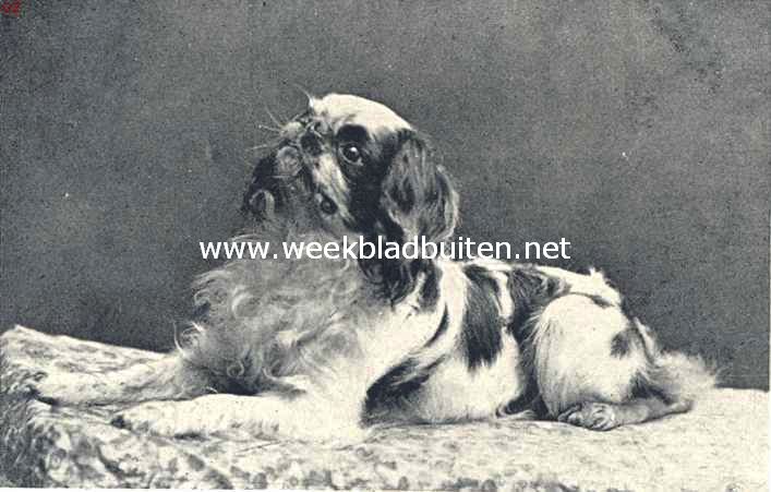 Toy-Spaniels. Toy-Spaniel